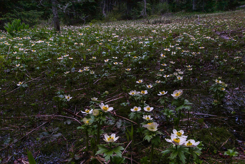 Gray Creek Pass Wildflowers, BC