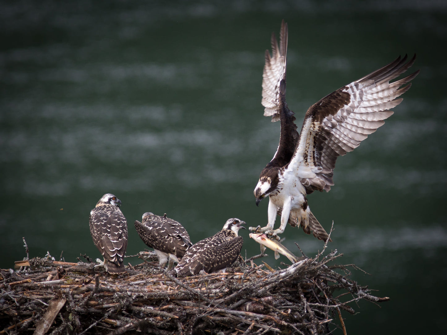 Osprey bringing home lunch!