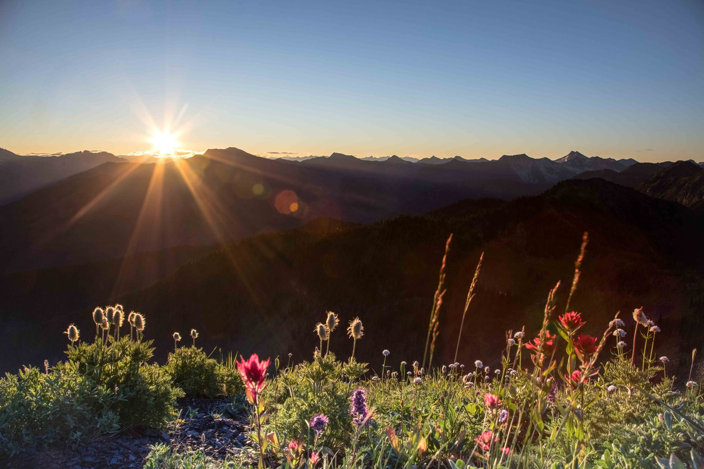 Wildflowers Idaho Peak. BC