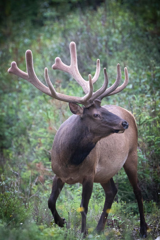 Elk Bull