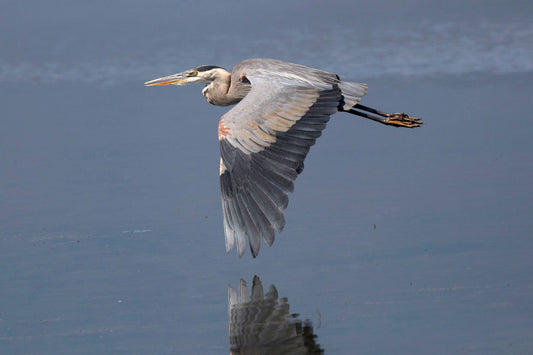 Blue Heron on Duck Lake
