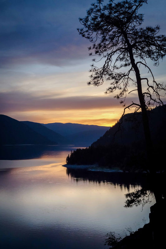 Arrow Lake Serene Tree
