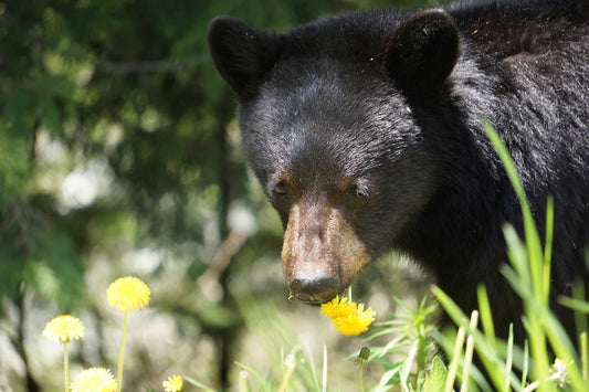 Black Bear