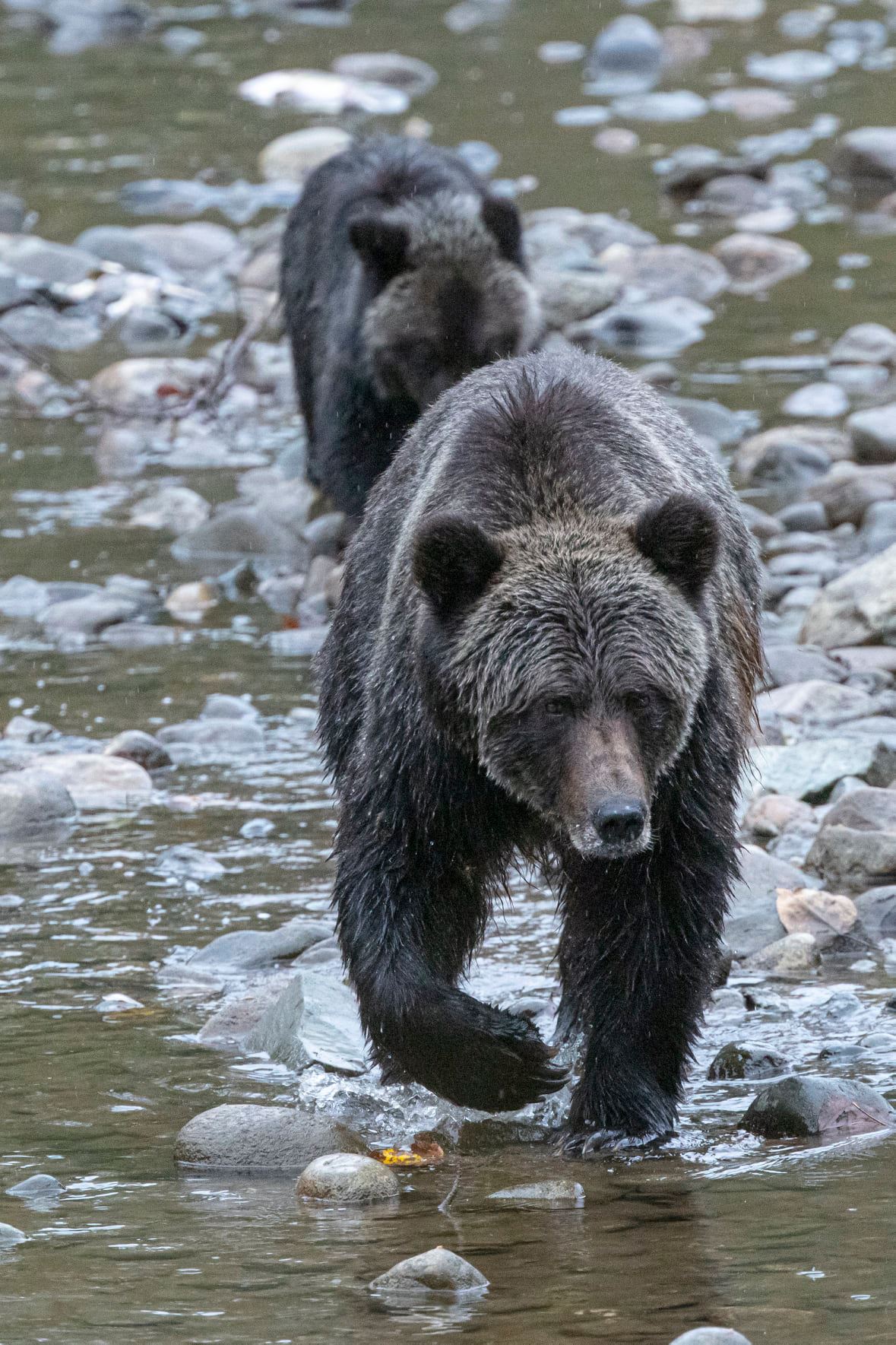 Grizzly Bear Coming!