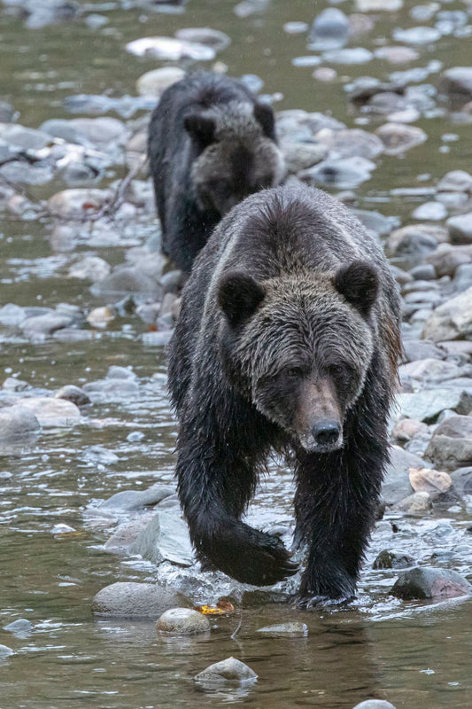 Grizzly Bear Coming!