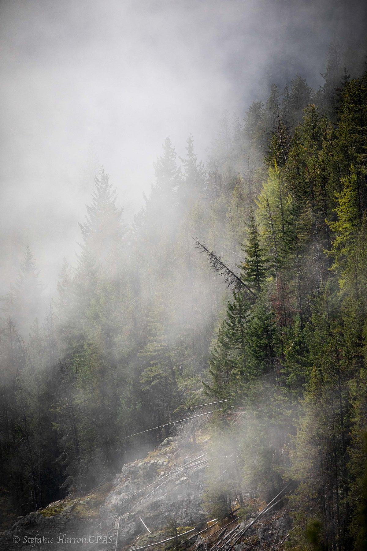 Mist on The Selkirk Mountains