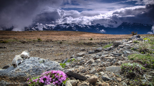 Canoe Mountain Summit vista