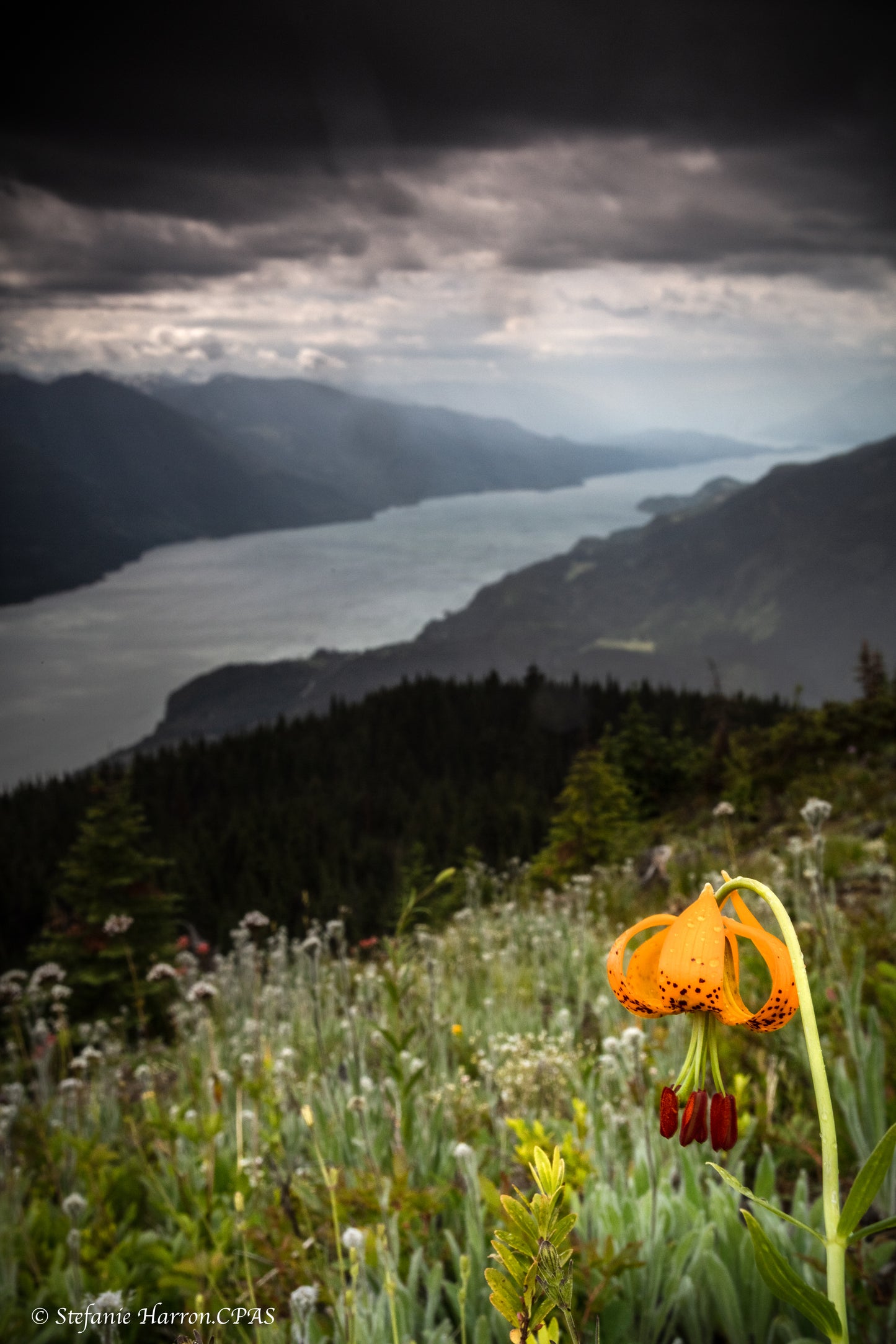 Tiger Lily Over Kootenay Lake