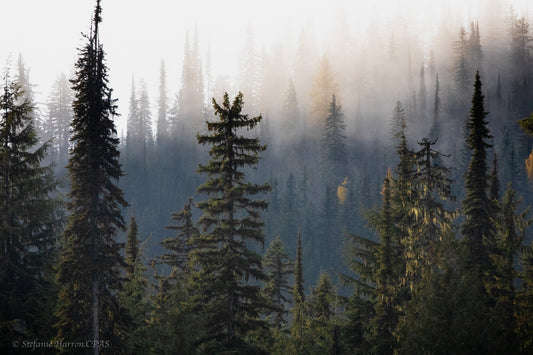 Ladybird Mountain Mist