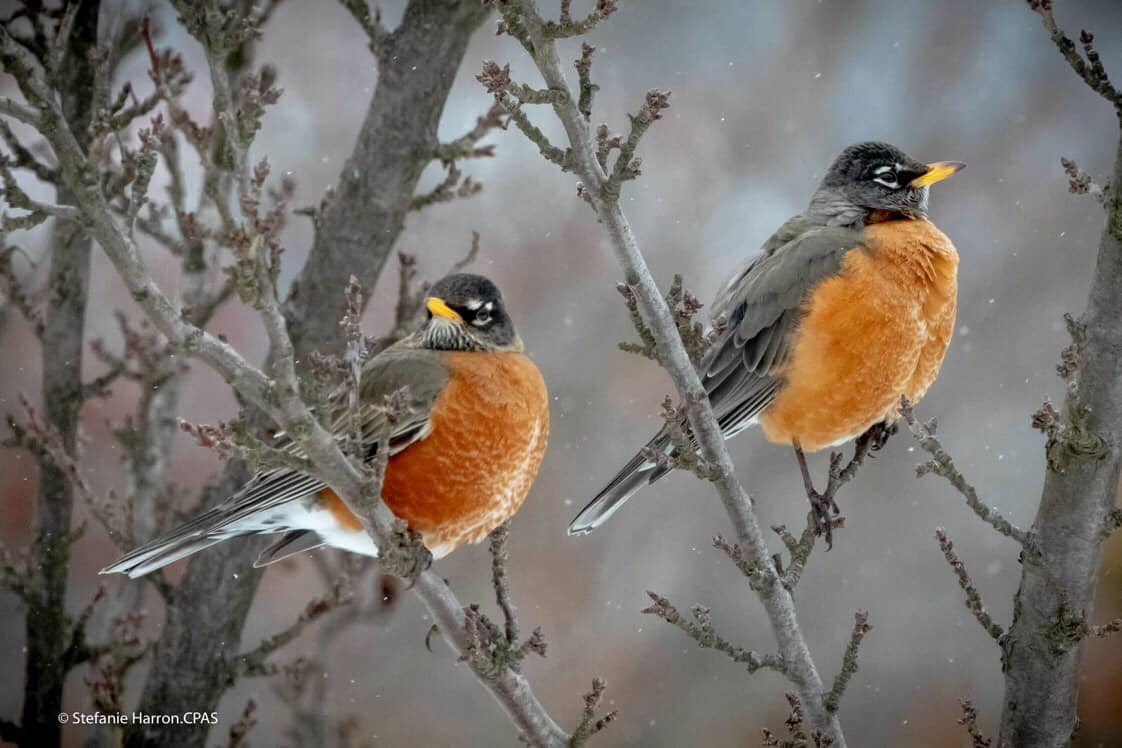 Robins in the Snow