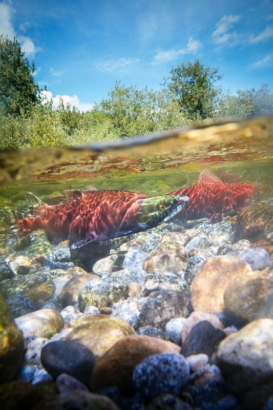 Kootenay Lake with Kokanee Salmon