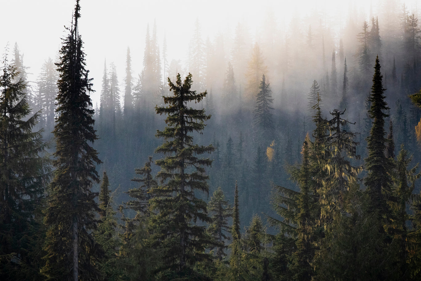 Mural 15 feet by feet