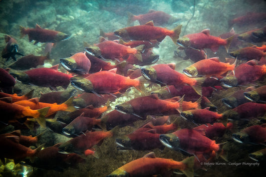 Kokanee Salmon Run/ Kootenay Lake, BC