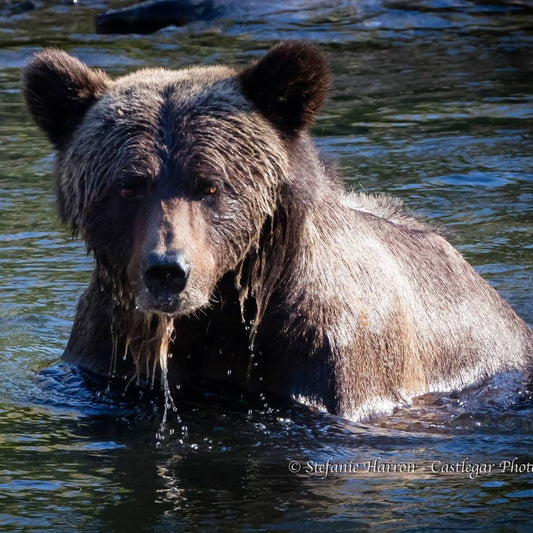 An Amazing Two Weeks In the Bella Coola Fjord