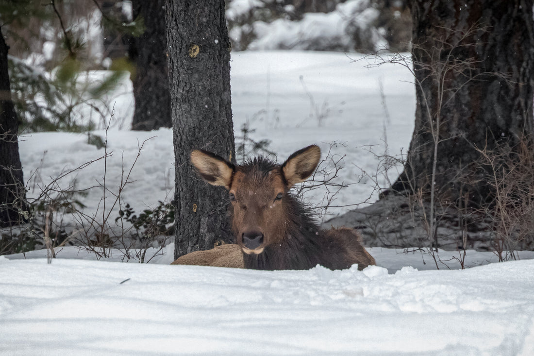 Was nice to see the Elk herd on the shores of the Columbia in Castlegar on the weekend