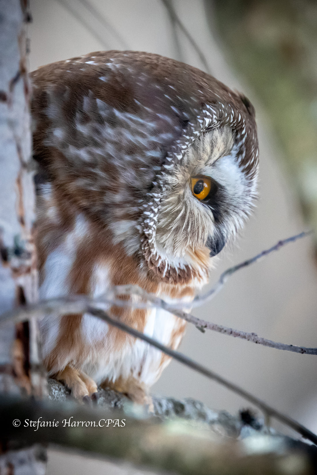 Saw-Whet Owl