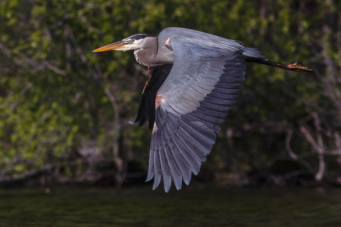 Blue Heron while kayaking Nancy Greene Lake June 2020