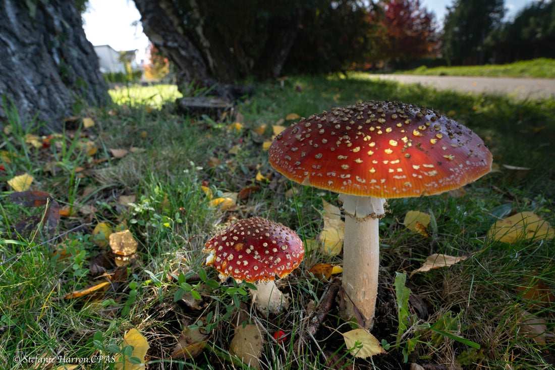 The Magical Fly Agaric ❤️