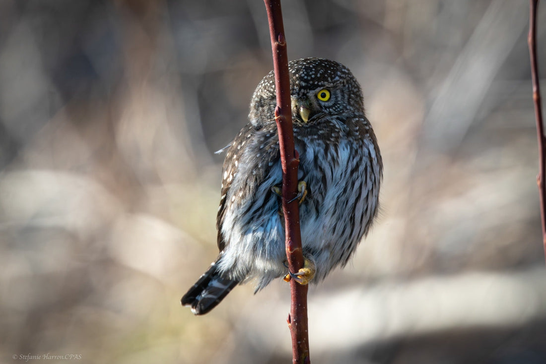 The Hunter  (Pygmy Owl)