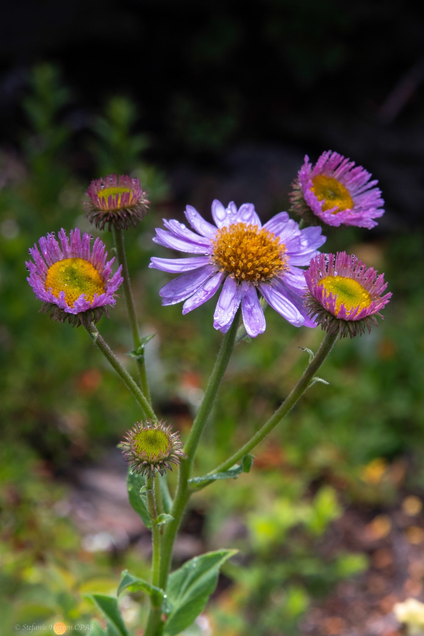 Aster Flowers