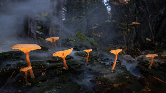 Faerie Realms of the Enchanted Forest (Lichenomphalia umbellifera)