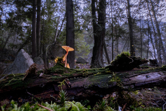 Minimalist Fungi