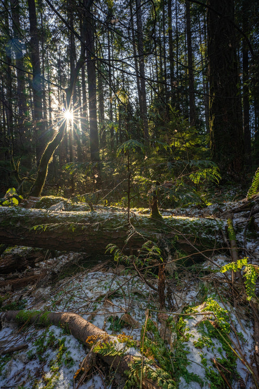 Spirit Park Sun, Vancouver BC