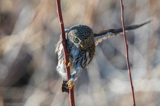 The Hunter (Pygmy Owl)