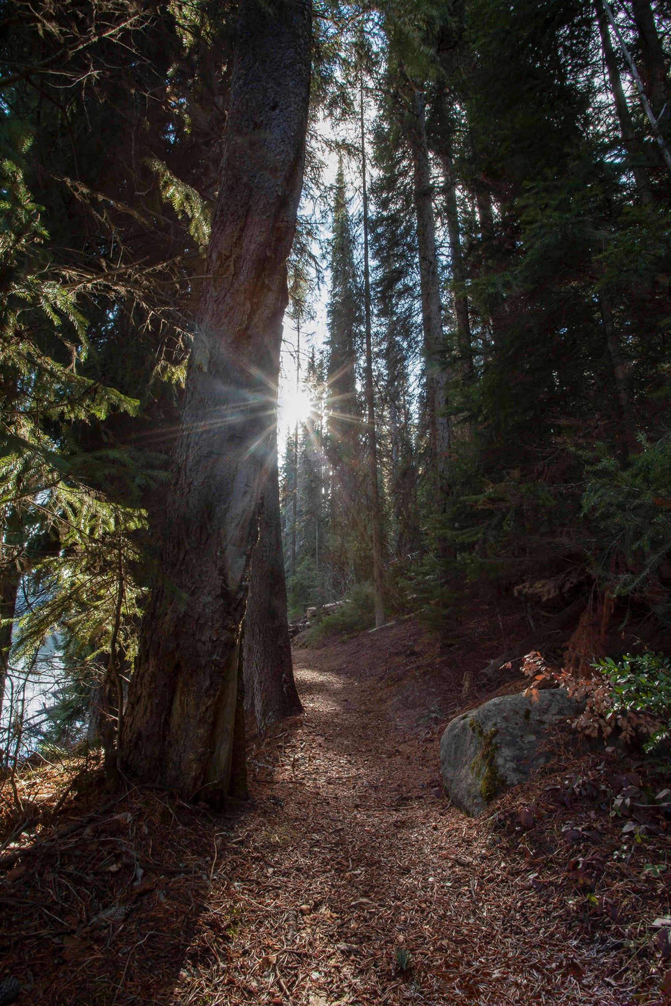 The Forest Trail