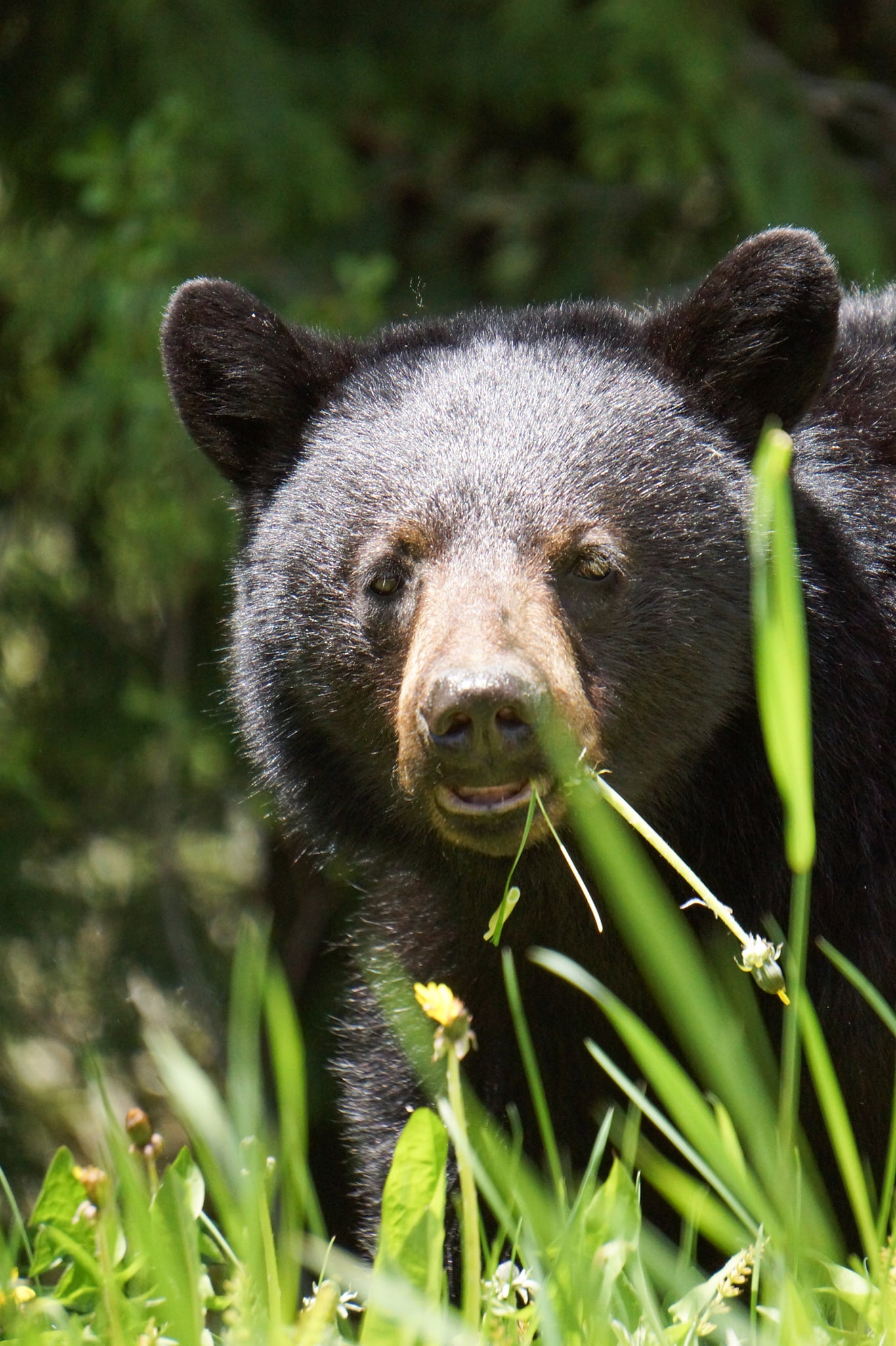 Bears, Bears