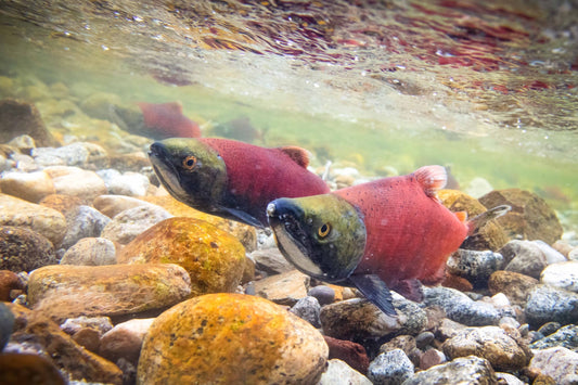 Koho Salmon