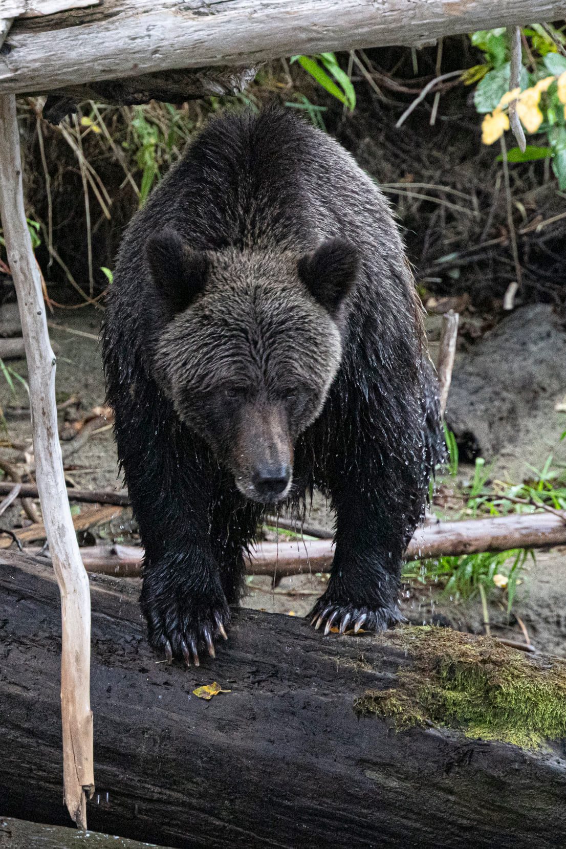 Grizzly Bear