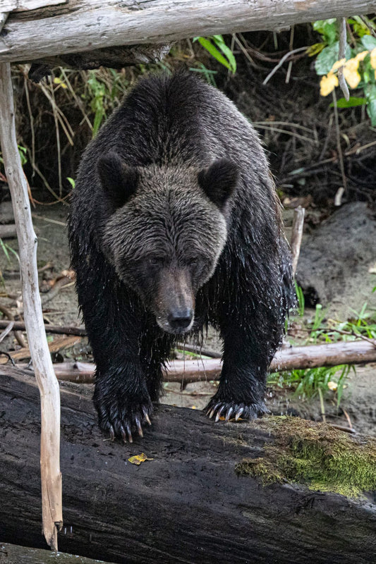 Grizzly Bear