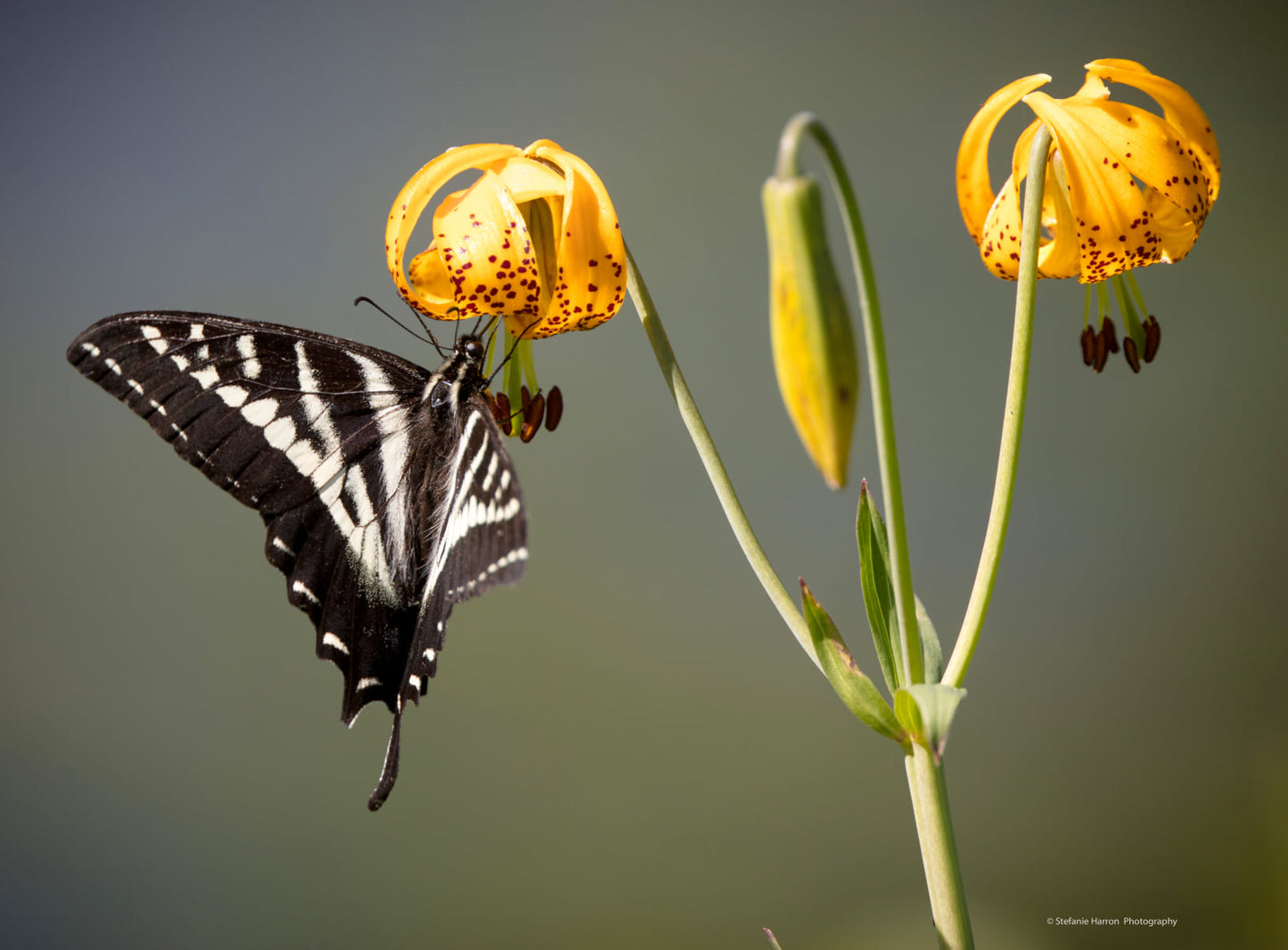 Butterfly #4