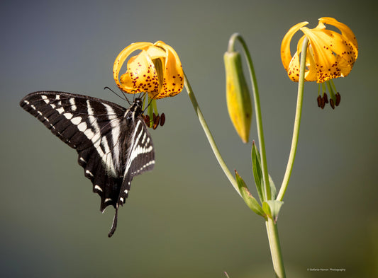 Butterfly #4