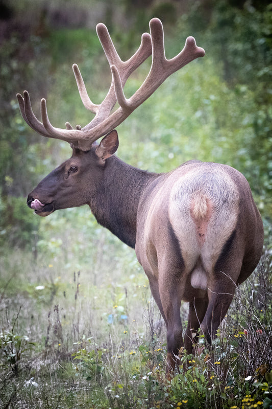 Elk in Jasper National Park