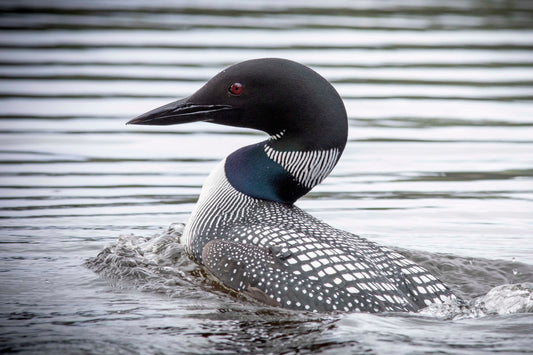 Loon on Nancy Greene Lake