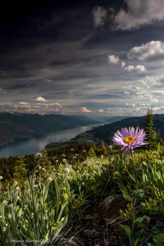 Wildflowers Over Kootenay Lake