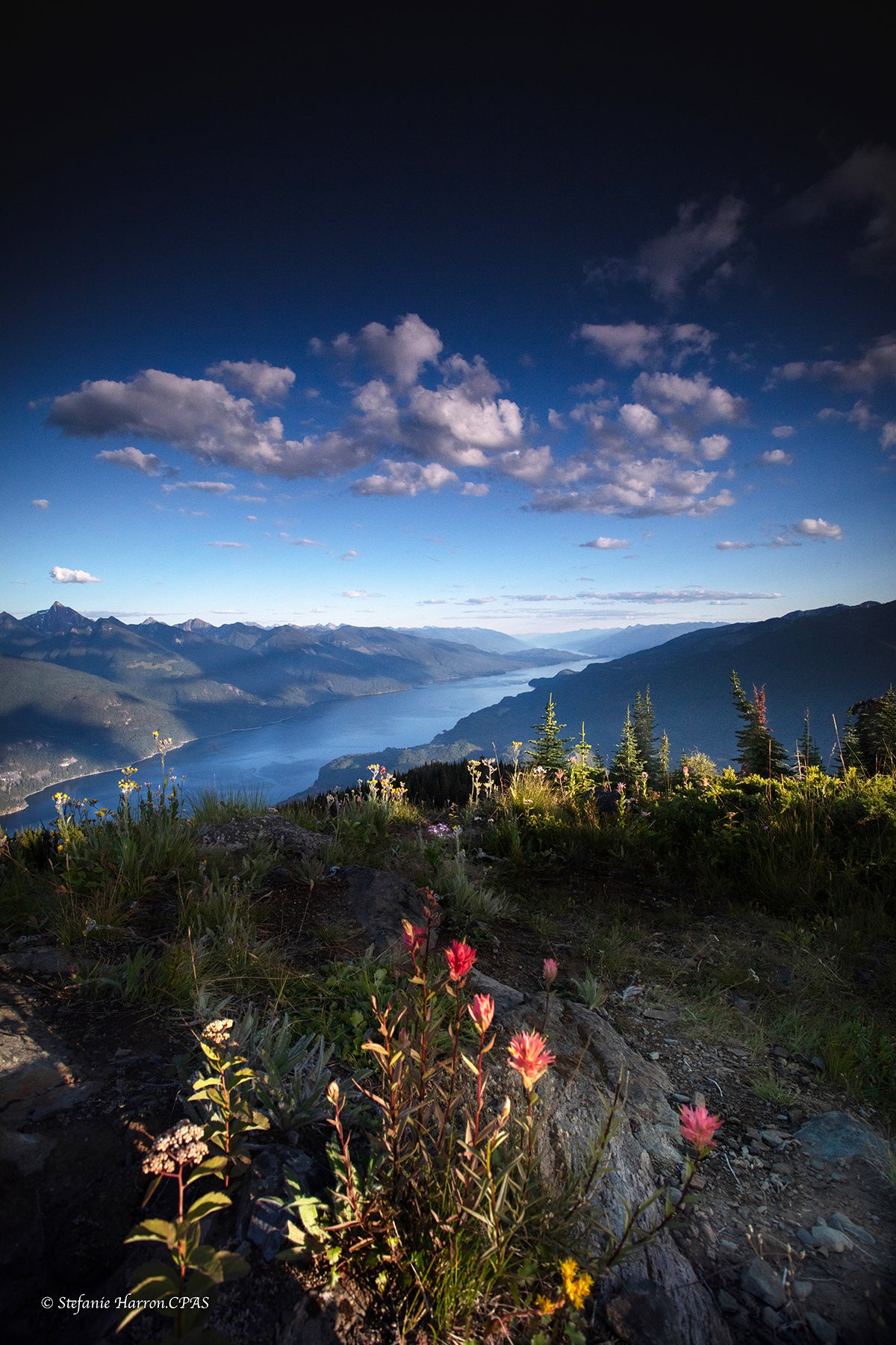 Wildflowers and Mountains