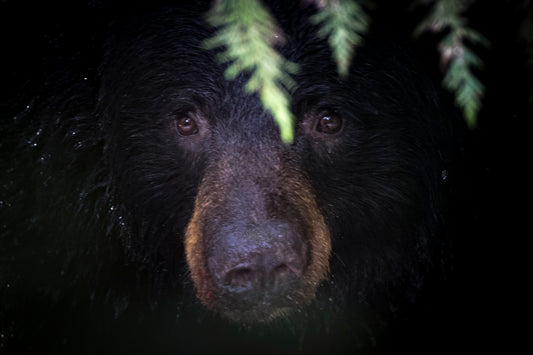 Bear in the Forest