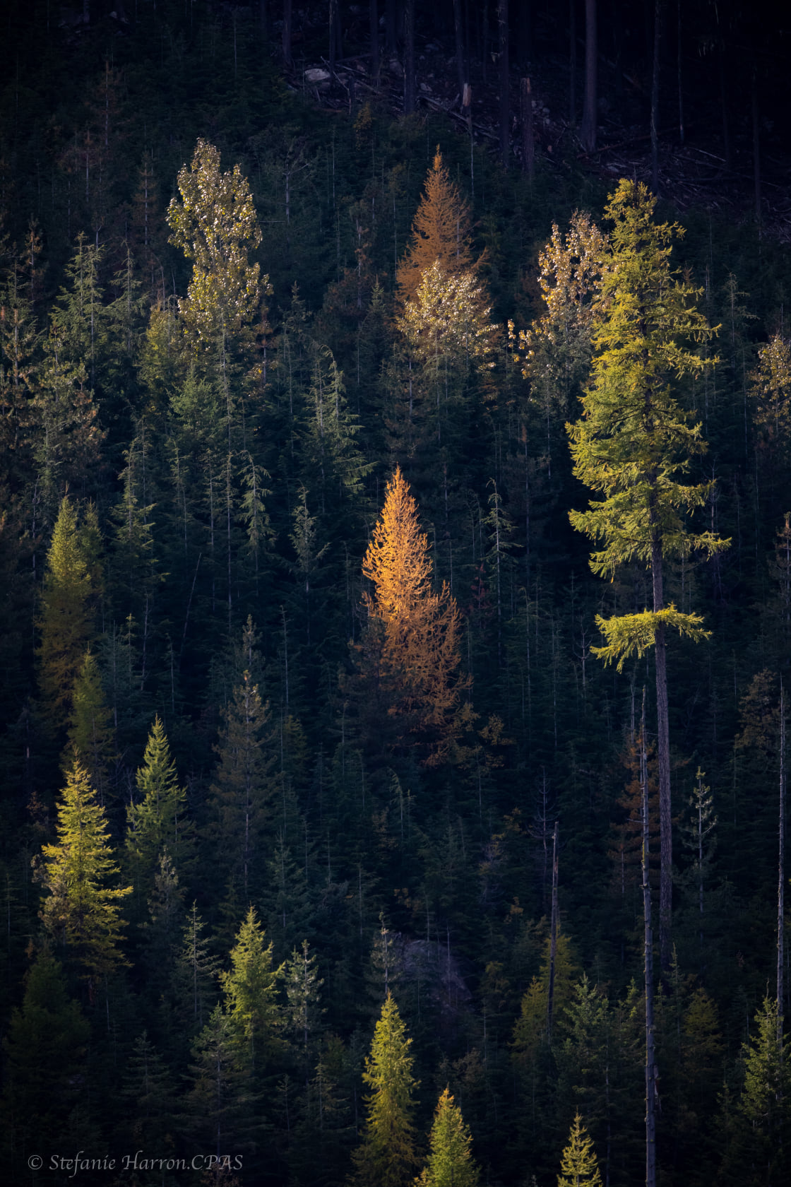 Sole Tree