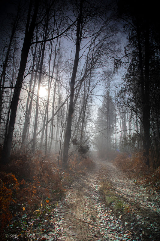 Fall road in mist