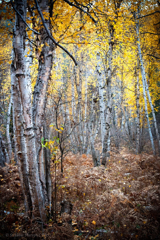 Birch's in Rain