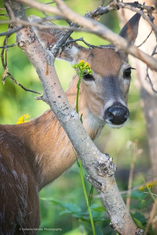Lady Deer
