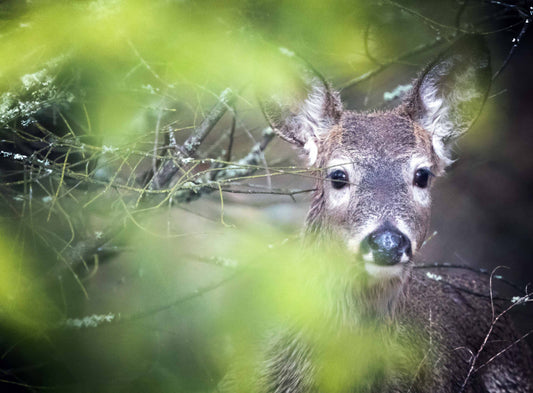 Deer in the rainstorm