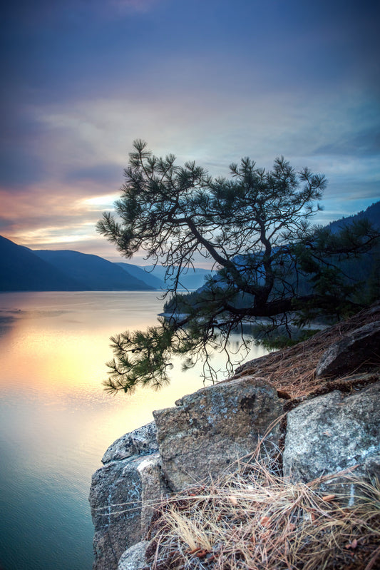 Dwarf Tree on Arrow Lake