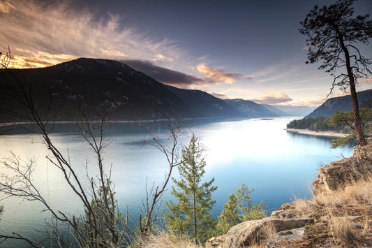 Arrow Lake Tree