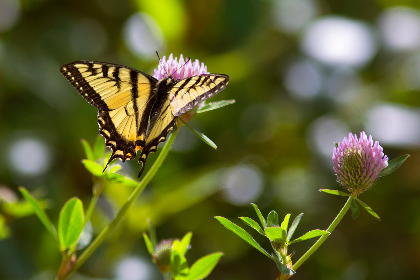 Butterfly #2